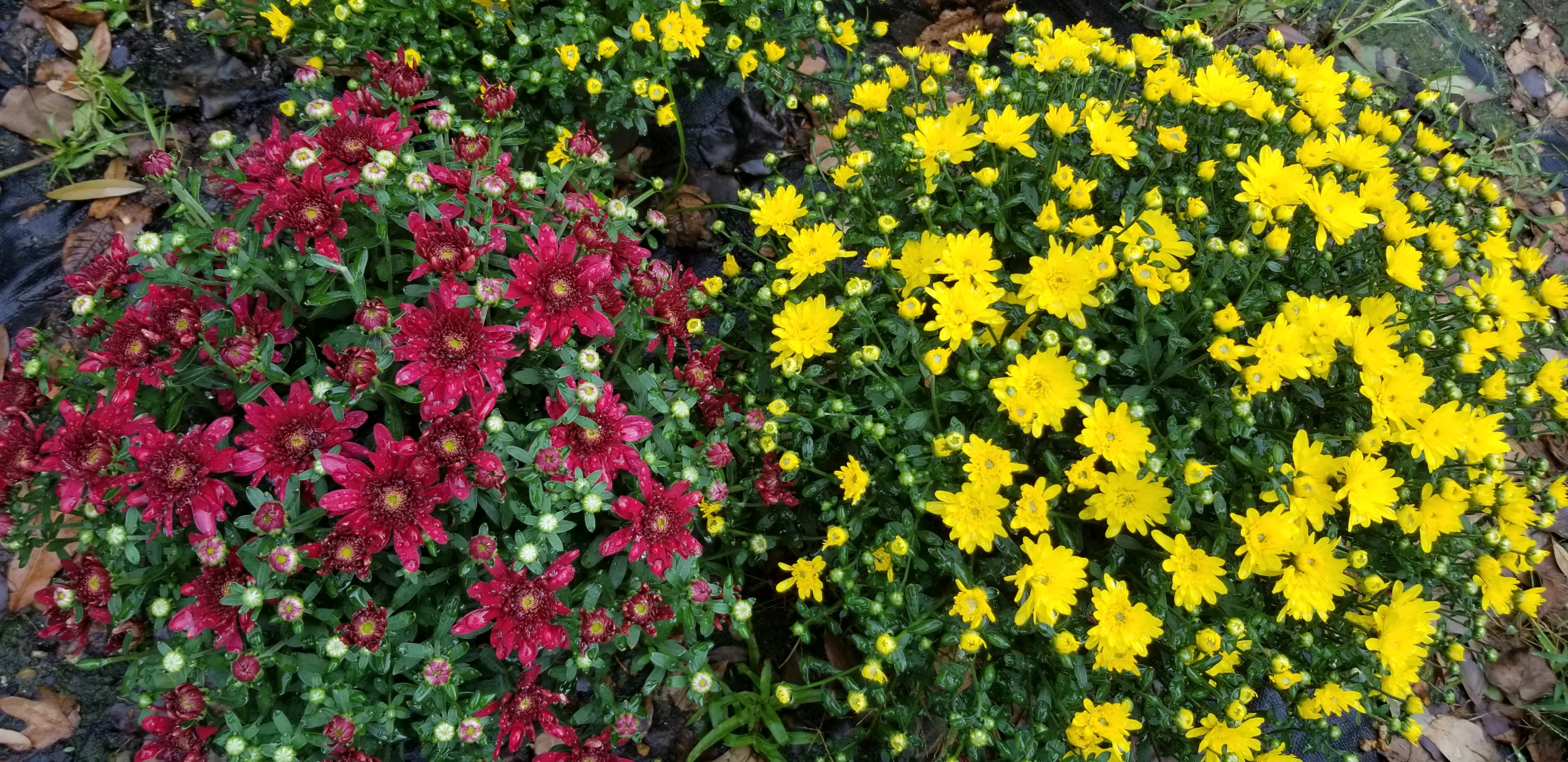 Do Mums Come Back Every Year? – Zimlich's Patio & Garden