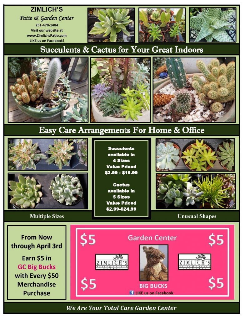 Succulents and Cactus Make Great Room Accessories Zimlich's Patio & Garden